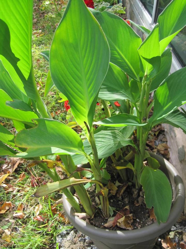 How to Bring Outdoor Plants Indoors for Winter The Old Farmer's Almanac